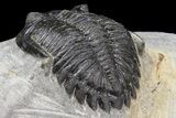 Bargain, Detailed Hollardops Trilobite - Visible Eye Facets #154325-5